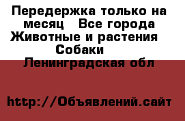 Передержка только на месяц - Все города Животные и растения » Собаки   . Ленинградская обл.
